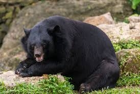 熊出没！因草坪附近发现熊类踪迹，日本J3福岛联宣布中止  球迷参观